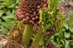 unknown Plant