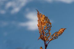 Blue Adieu