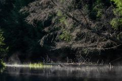 Morning Mist Black Creek