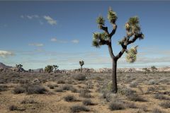 Joshua Tree