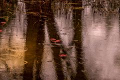 Ripples