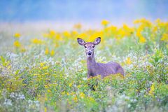 Doe in field