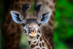 Giraffe calf