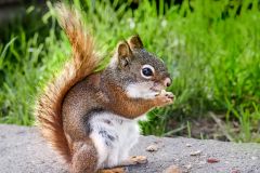 Female Red Squirrel