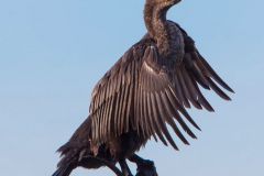 Sunning Cormorant