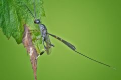Gasteruption Jaculator Wasp
