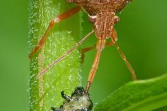 Spined Soldier Bug With Prey
