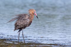 Reddish Egret