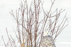 Snowy Owl