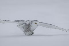 Snowy Owl
