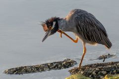 juvenile green heron