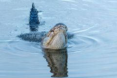 mating call american alligator