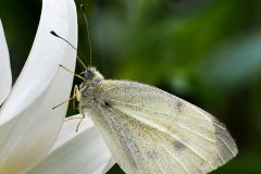 Cabbage Butterfly