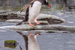 Gentoo Penguin