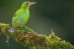 Green Honeycreeper