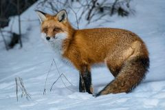 Red Fox