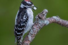 Downy Woodpecker with Snowberry