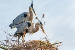 Great Blue Herons nest building
