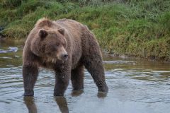Alaskan Grizzly Bear