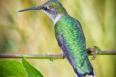 Female Ruby Throated Hummingbird