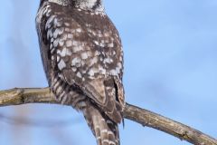 Hawk Owl in Schomberg