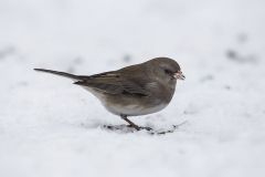 Dark Eyed Junco