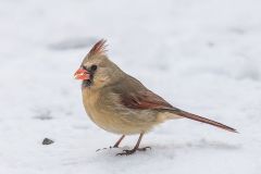 Female Cardinal