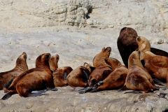 Male Patagonian Sea Lion with Harem