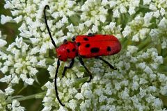 Red Milkweed Beetle on Queen Annes Lace