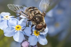 Hover Fly