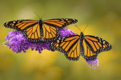 Monarchs.jpg