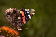 Admiral butterfly drinking nectar