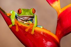 Red eyed tree frog