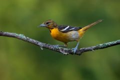 Baltimore Oriole