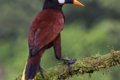 Montezuma Oropendola