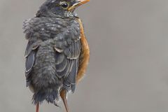 Turdus migratorius-American robin, fledgling