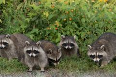 Curious Racoons