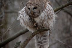 Preening Barred Owl After A Meal