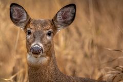 White Tail