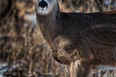 White Tail Deer