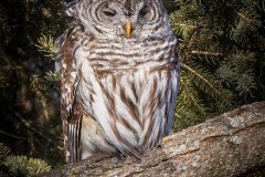 Barred Owl