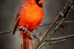 Male Cardinal