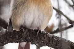 Female Northern Cardinal