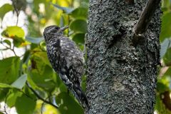 Juvenile Yellow Bellied Sapsucker Woodpecker