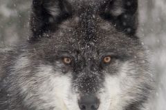 Gray Wolf