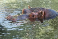 Hippopotamus