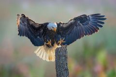 Bald Eagle landing