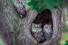 Eastern Screech Owls Nesting