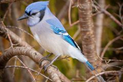 Blue Jay