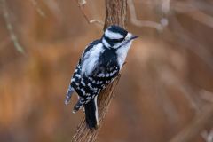 Chickadee